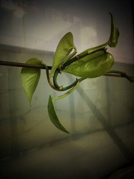 綠蘿