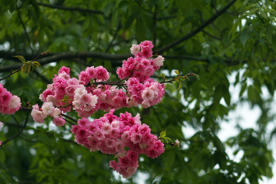 櫻花