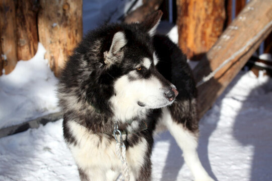雪橇犬 狗 寵物
