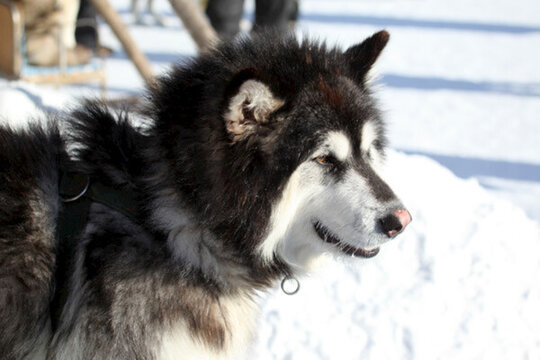 雪橇犬 狗