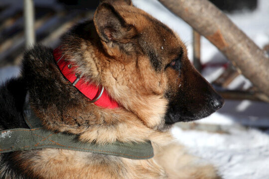 雪橇犬 狗 寵物 哈士奇 名犬