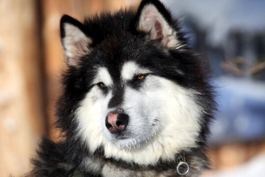 雪橇犬 狗 寵物