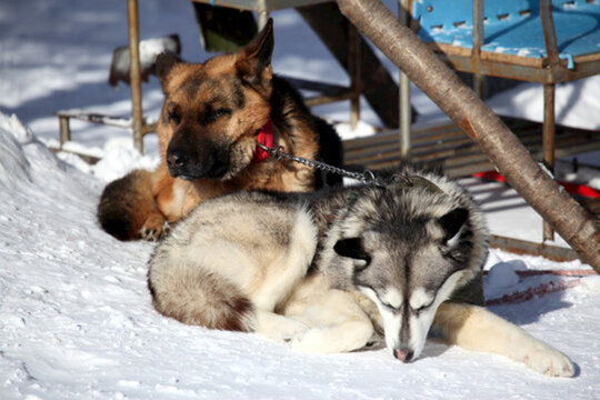 雪橇犬 狗 寵物 哈士奇 名犬