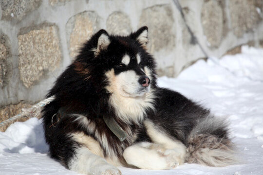 雪橇犬 狗 寵物 哈士奇 名犬