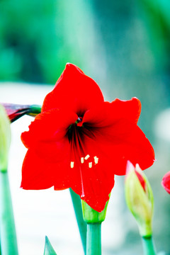 紅花 鮮花 喇叭花