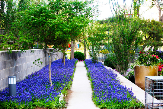 薰衣草花園 公園小徑