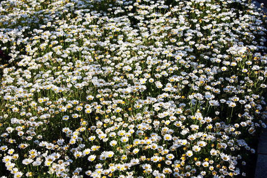 花叢 野花 鮮花 花海
