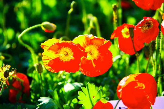 野花 紅花 太陽花