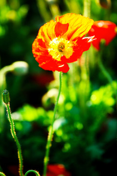 紅花 太陽花
