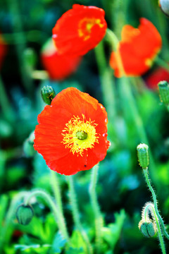野花 紅花 太陽花