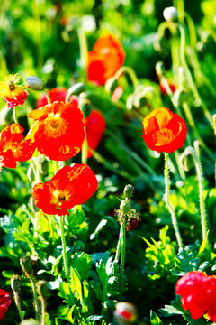 花叢 野花 鮮花 花海