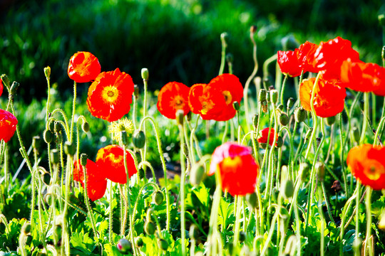 花海 野花 紅花 太陽花