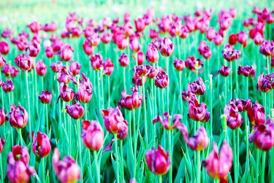 郁金香花 鮮花 花海