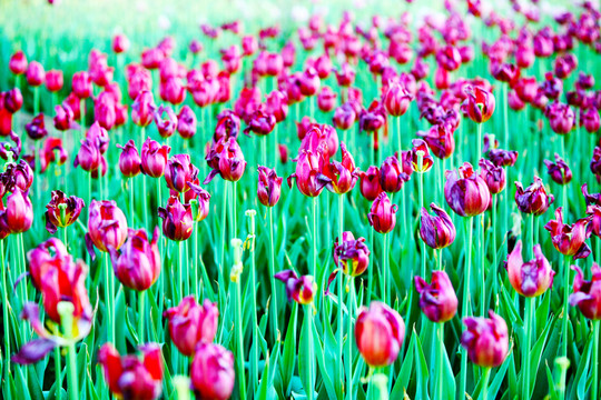 郁金香 花海 花地 花園