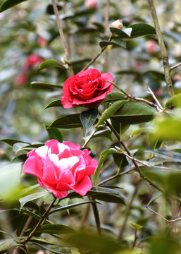 茶花