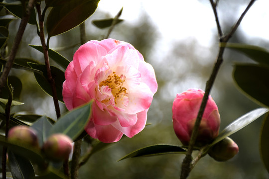 茶花
