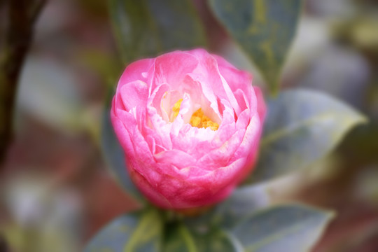 茶花