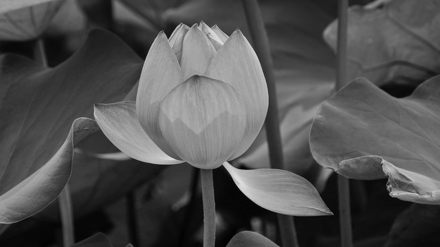 黑白花卉圖