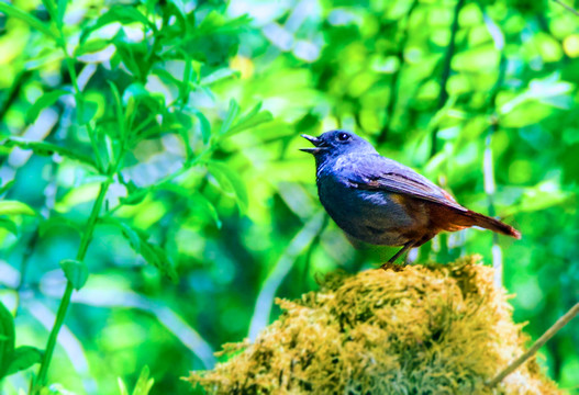 一只鳴叫的鳥