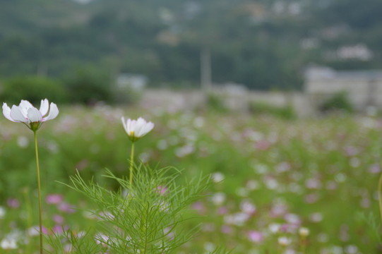 格桑花
