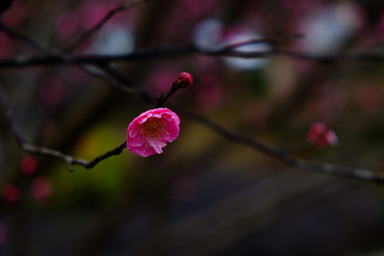 梅花 花卉 花朵 枝條 開放