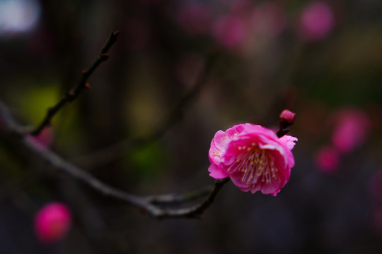 梅花 花卉 花朵 枝條 開放