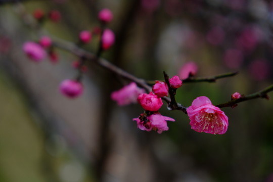 梅花 花卉 花朵 枝條 開(kāi)放