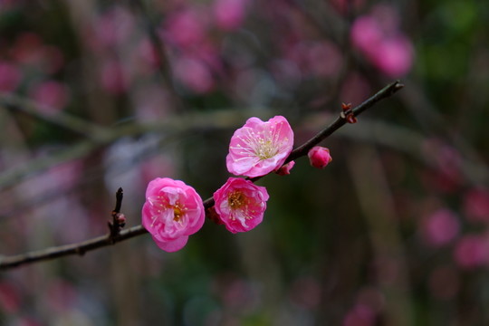 梅花 花卉 花朵 枝條 開(kāi)放
