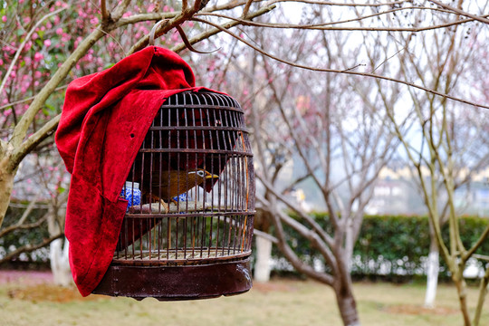 畫眉鳥 鳥籠 梅花