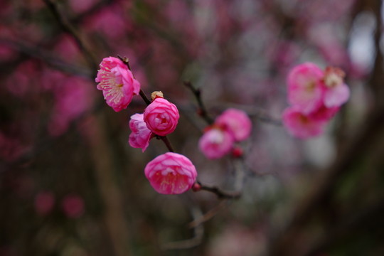 梅花 花卉 花朵 枝條 開放