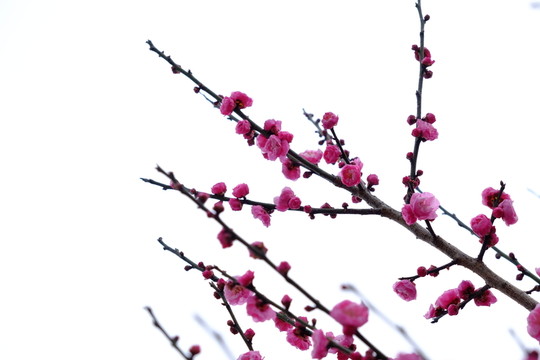 梅花 花卉 花朵 枝條 開(kāi)放