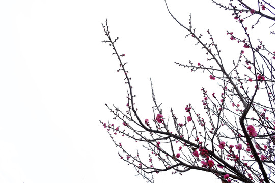 梅花 花卉 花朵 枝條 開放