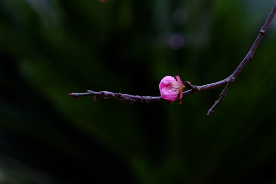 梅花 枝條