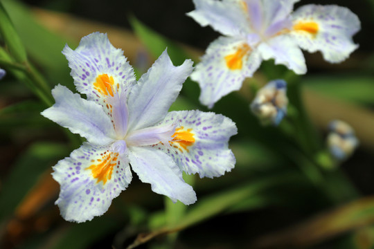 扁竹花