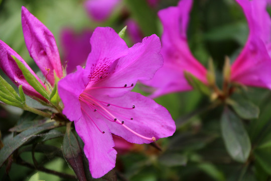 杜鵑花