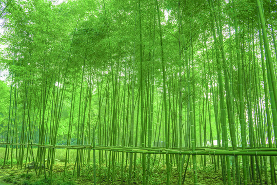 竹林 竹子 陽光竹林
