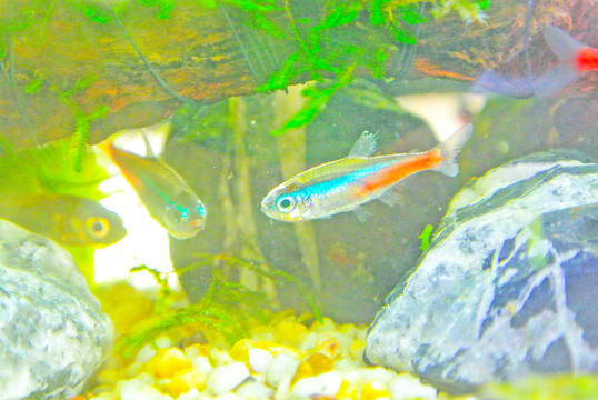 錦鯉素材 草金魚 紅綠燈魚