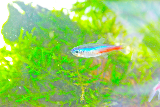 錦鯉素材 草金魚 紅綠燈魚