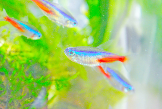 錦鯉素材 草金魚 紅綠燈魚