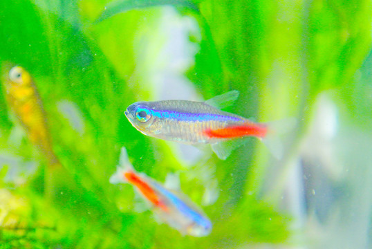 錦鯉素材 草金魚(yú) 紅綠燈魚(yú)