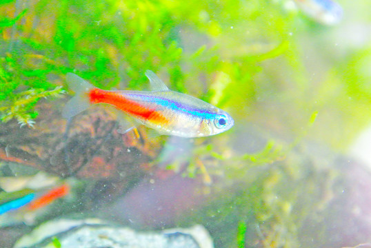 錦鯉素材 草金魚 紅綠燈魚