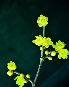 臘梅