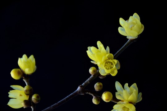 臘梅