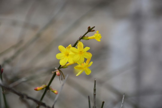 迎春花