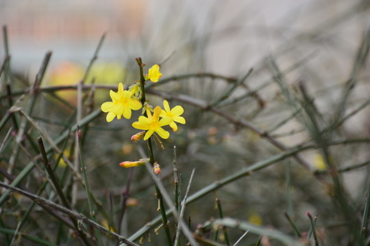 迎春花
