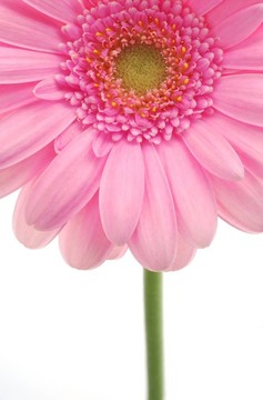 粉色非洲菊