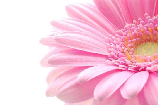 粉色非洲菊
