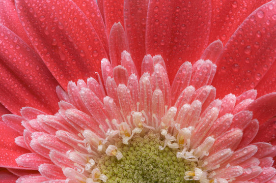 宏觀的粉紅色格柏菊花水滴