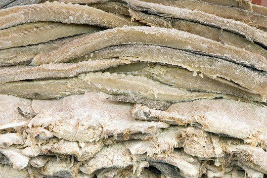 鱈魚(yú)