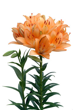 Orange lily與芽